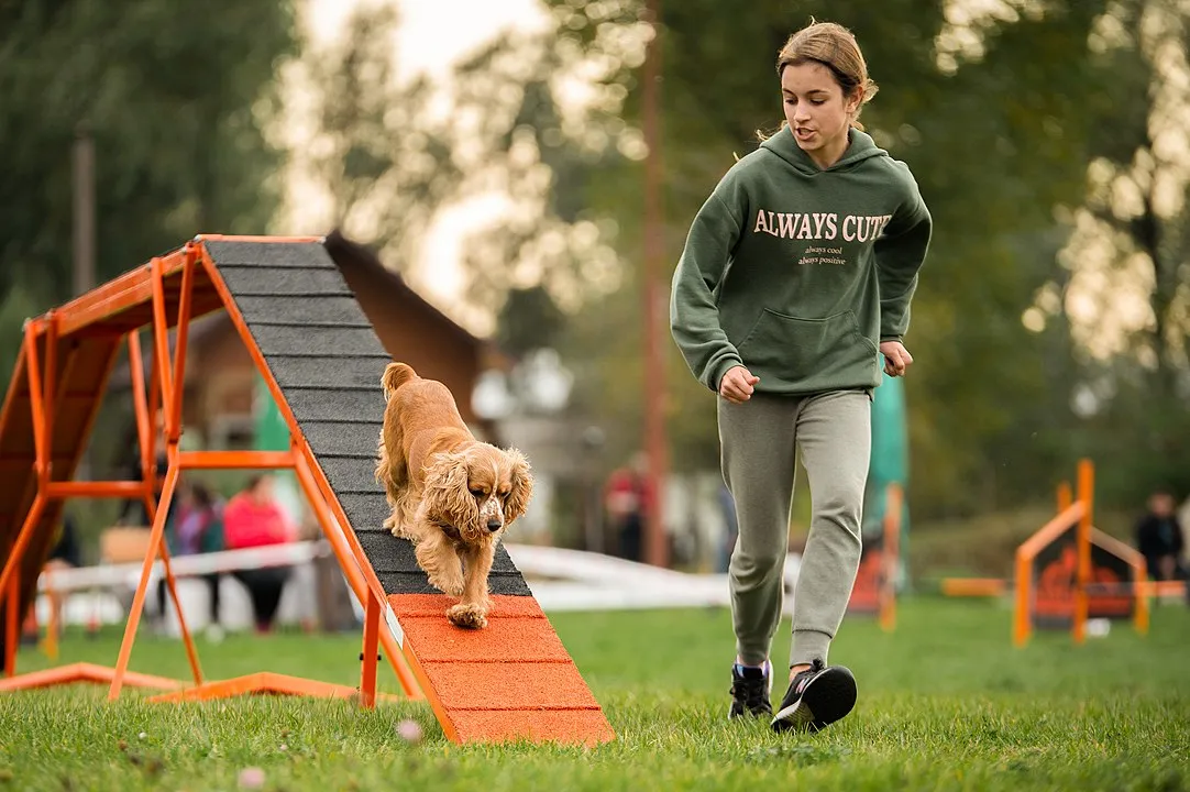 En spaniel och dess ägare tränar agility