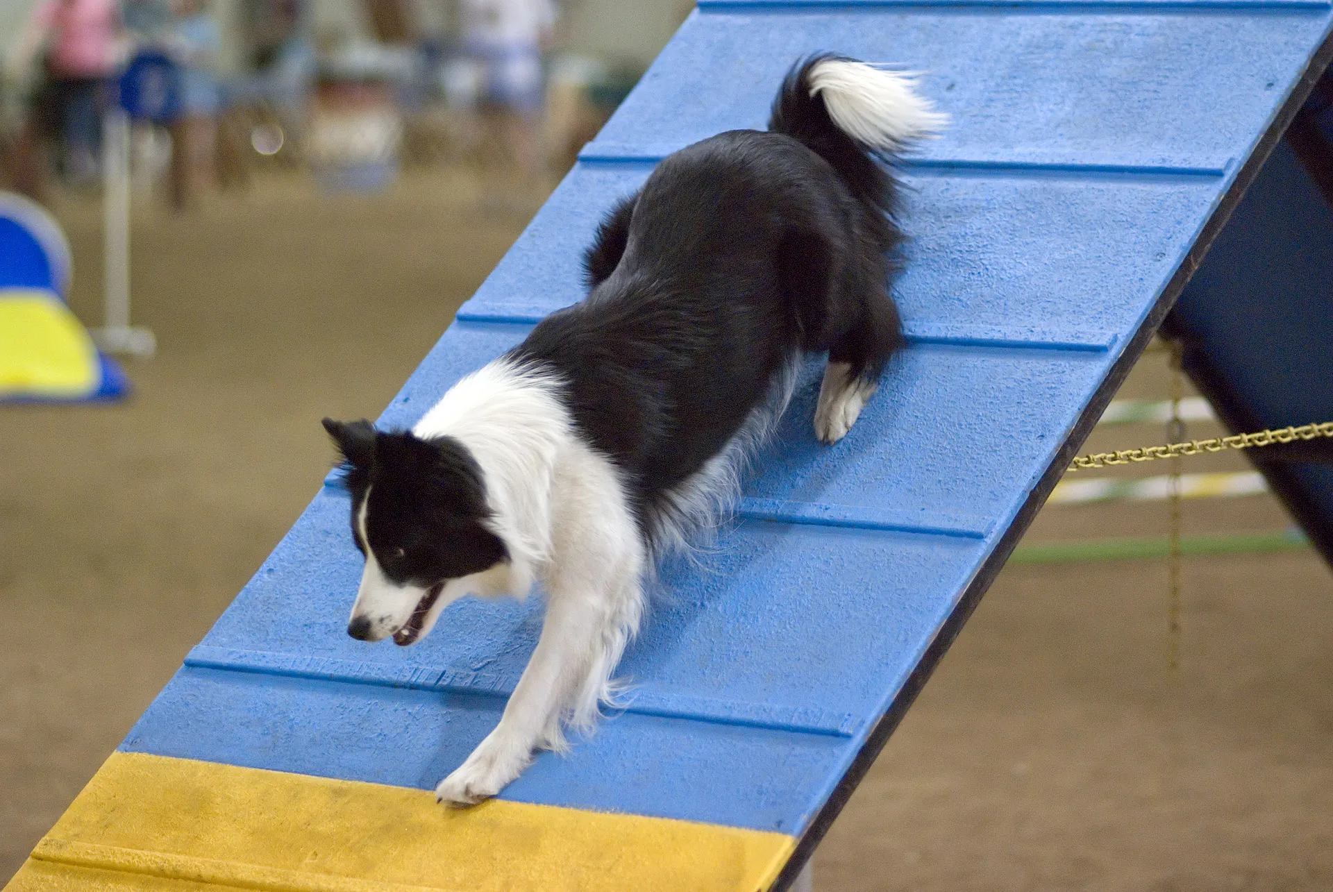 En annan Bordercollie tar sig över ett A-hinder