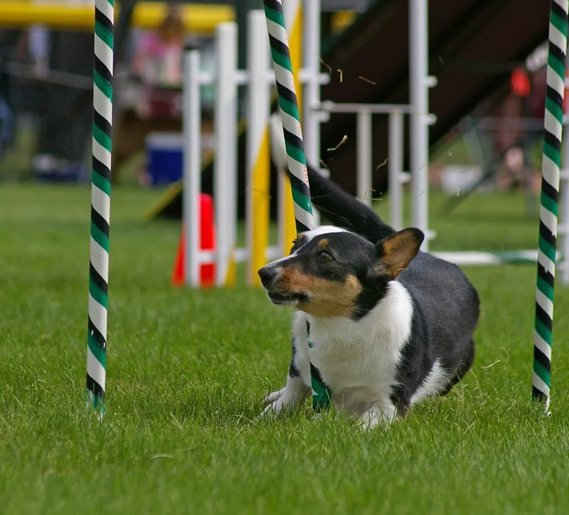 En Welsh Corgi krockar med en slalompinne under en agilitytävling