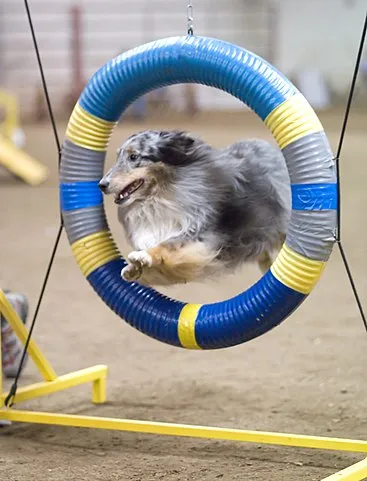 En blue merle Shetland Sheepdog hoppar igenom ett däckhinder