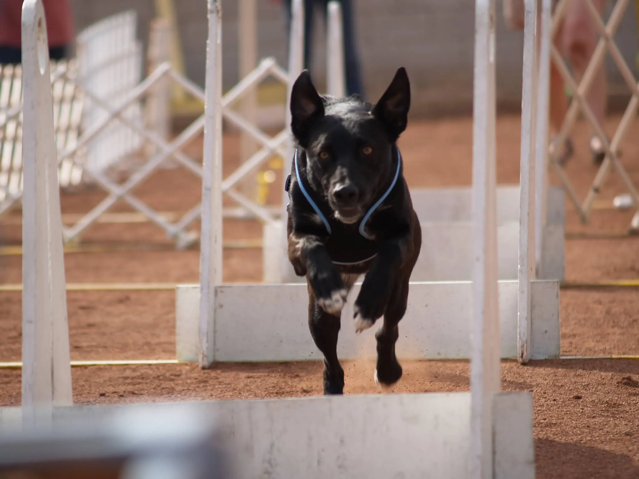 En svart hund hoppar över ett flyballhinder