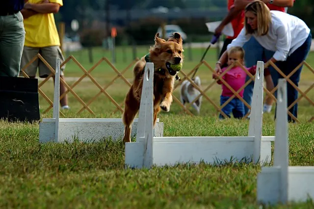 En Golden Retriever hoppar över ett hinder med en tennisboll i munnen. I bakgrunden står en publik och hejar på.