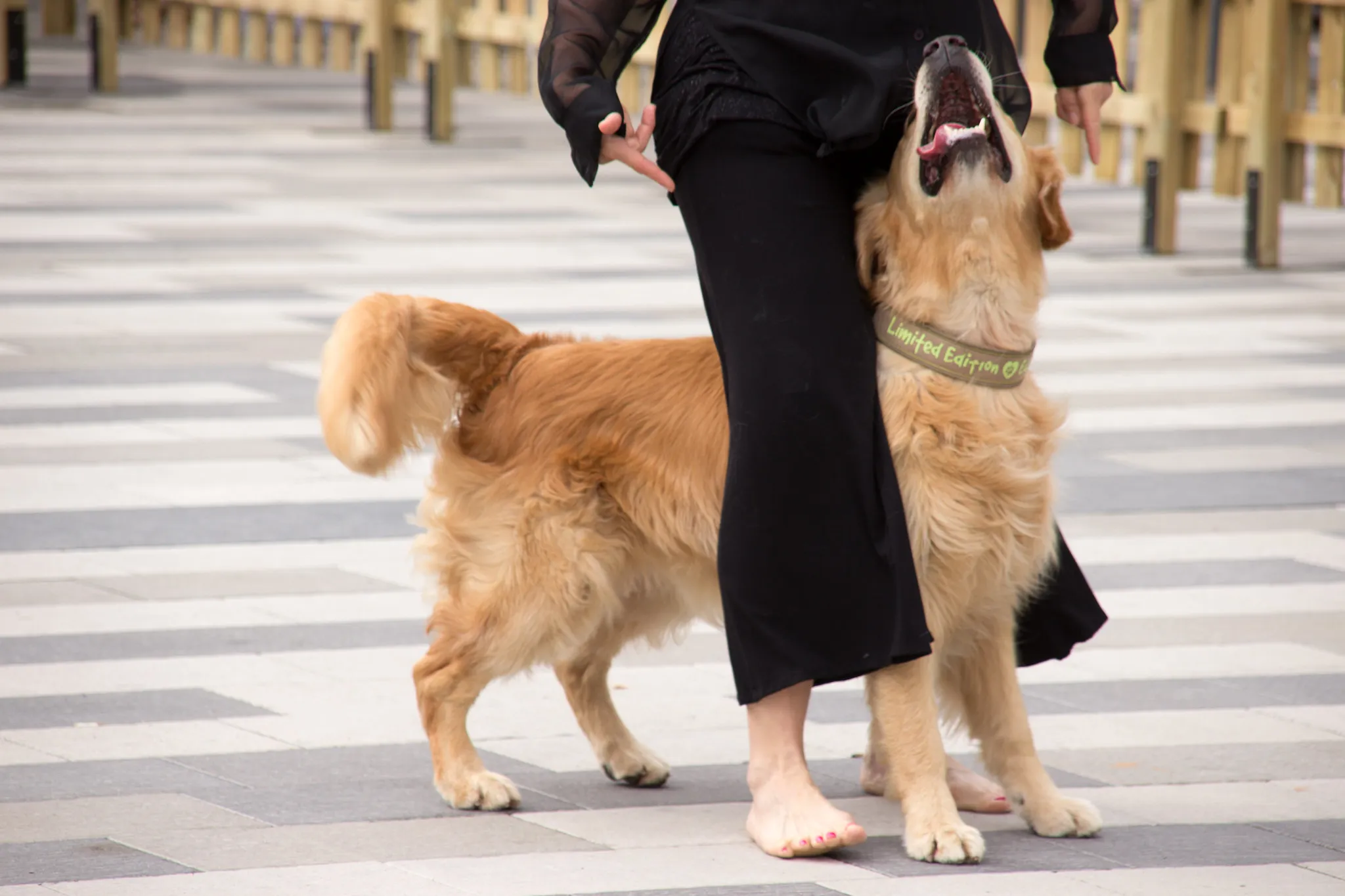 En golden retriever tävlar i hundsporten freestyle tillsammans med sin matte