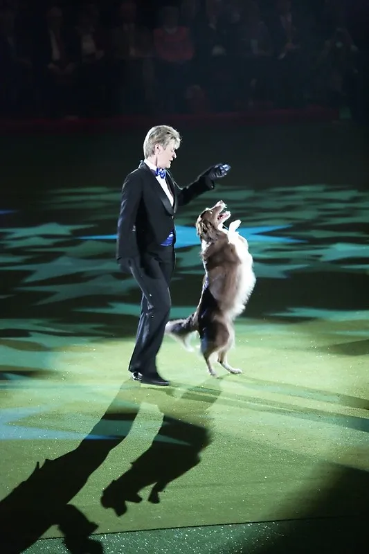 En border collie dansar inför publik under en freestyle-uppvisning på Crufts i Storbritannien