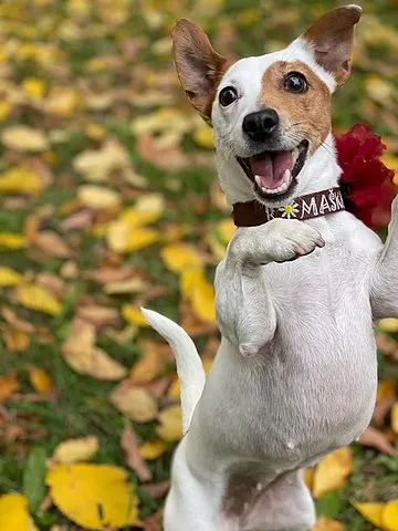 En brun och vit Jack Russell Terrier övar på att dansa inför en freestyletävling