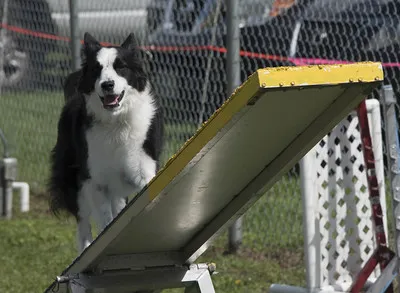 Bordercollie på gungbräda