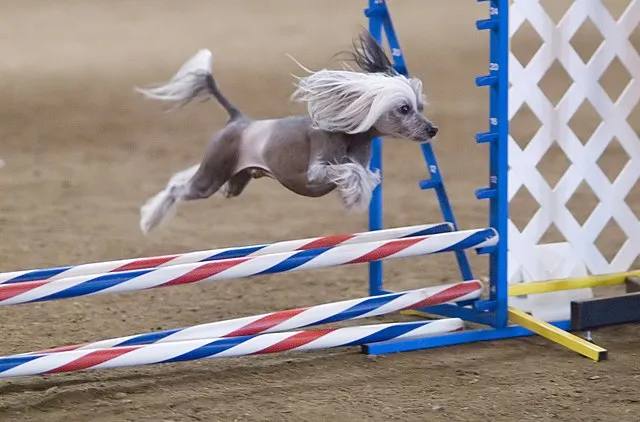 Kinesisk Nakenhund testar lyckan i ett hopphinder