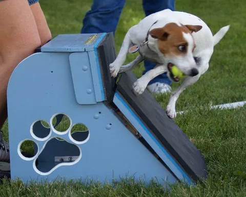 En Jack Russell Terrier har precis fångat en tennisboll ur flyball-lådan