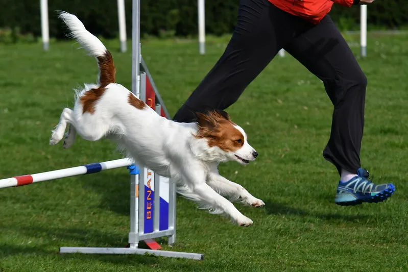 Kooikerhondje som tar sig igenom ett hopphinder på agilitybanan och är nu en av världens populäraste hundsporter