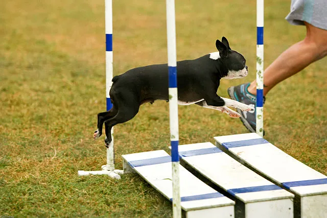 En Fransk Bulldog hoppar långhopp