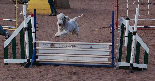 En Bedlington terrier tar sig över en viadukt