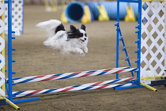 En Papillon flyger över ett hopphinder