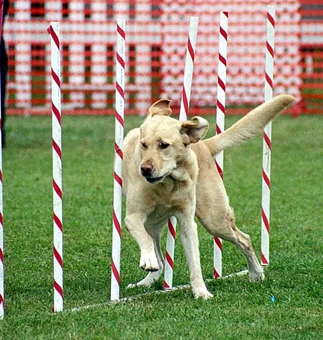 En gul Labrador Retriever är halvvägs igenom ett slalomhinder