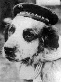 Foto av skeppshunden Bamse med sjömanskostym och hatt