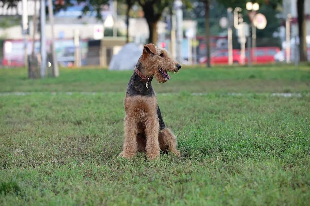 En glad Airedale terrier i parken