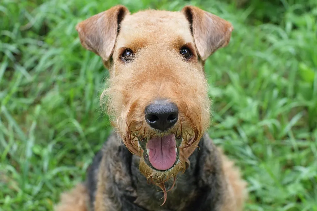 Airedale Terrier - en glad och energisk hund