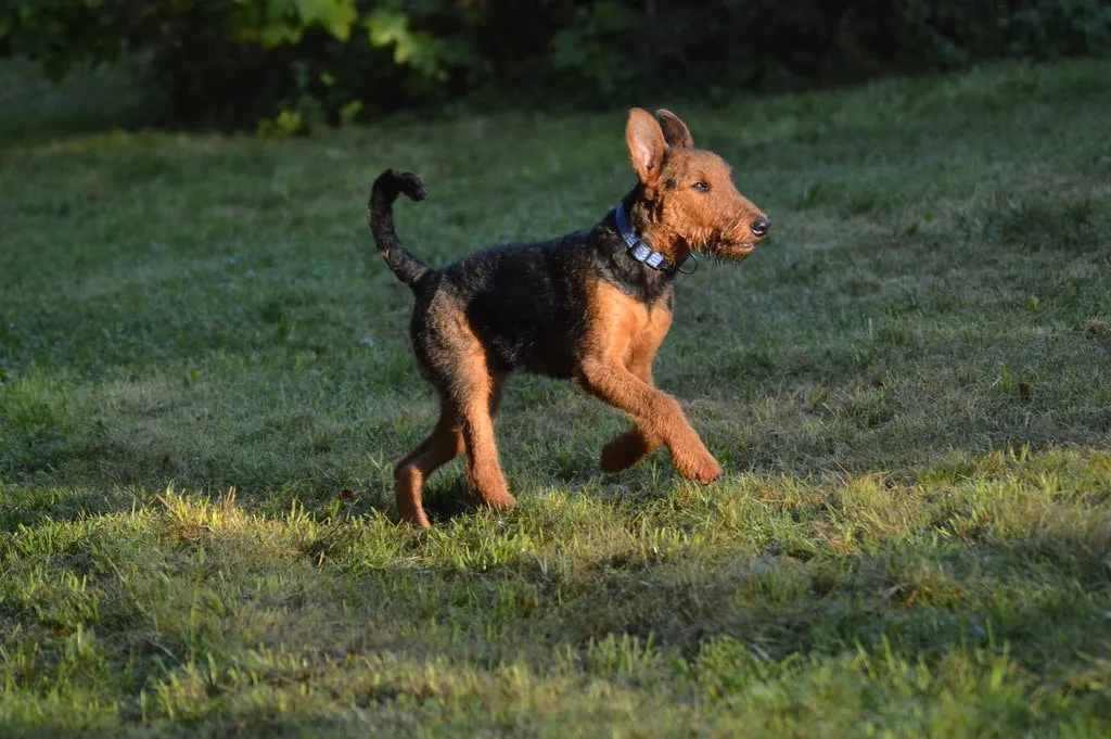 En springande Airedale terrier i det varma kvällsljuset