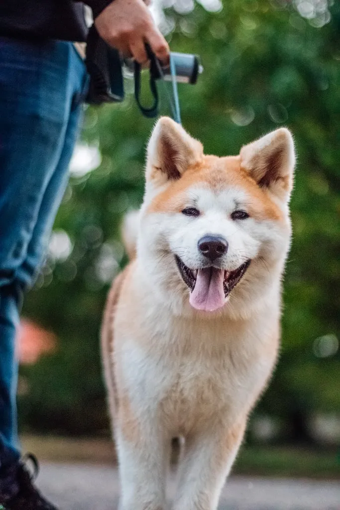 En röd Akita inu på promenad