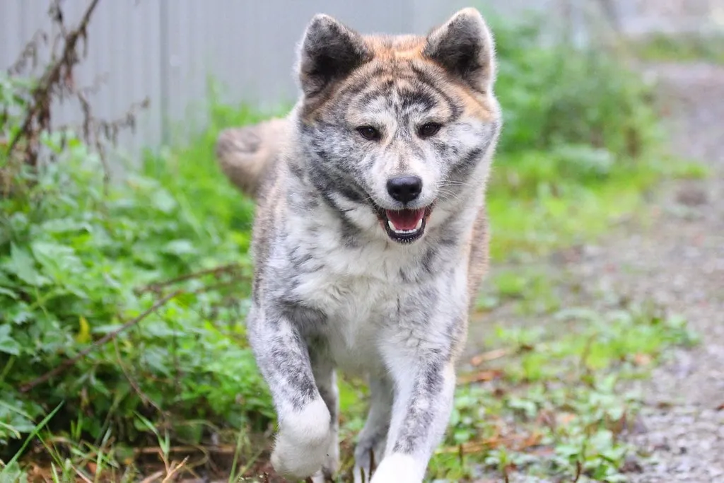 Tigrerad och silverfärgad Akita inu