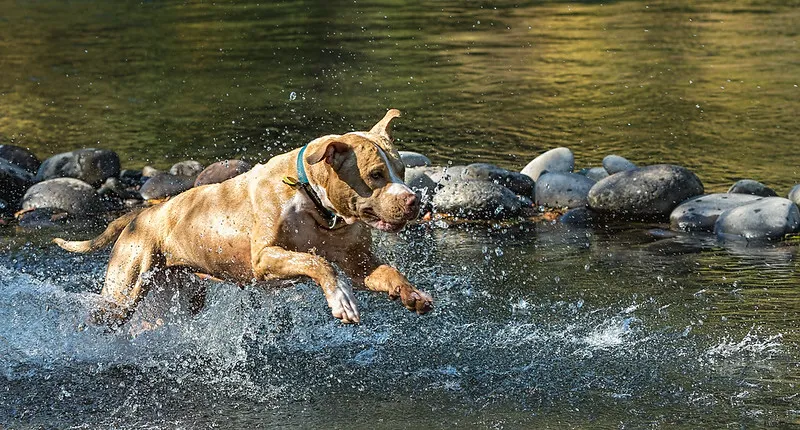 En gul American Staffordshire Terrier leker i ett vattendrag