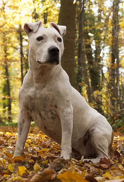 Vit Amstaff sitter i skogen