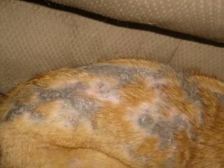 En hund som drabbats av den autoimmuna sjukdomen demodex, med synligt håravfall