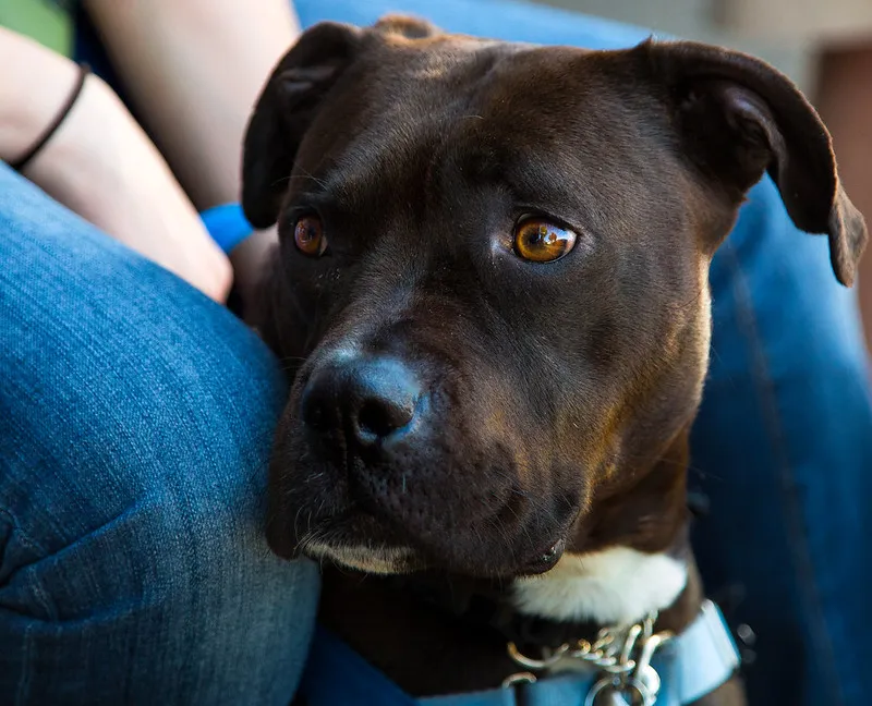 En Amstaff med mörkbrun päls och vita fläckar tittar ut i fjärran