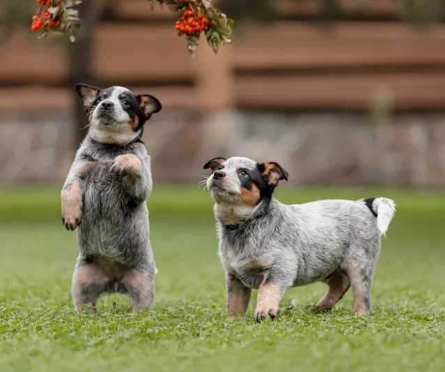 Två blå Australian Cattledog-valpar leker med ett rönnbärsträd