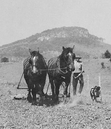 Historisk bild av en Australian Cattledog på landsbygden
