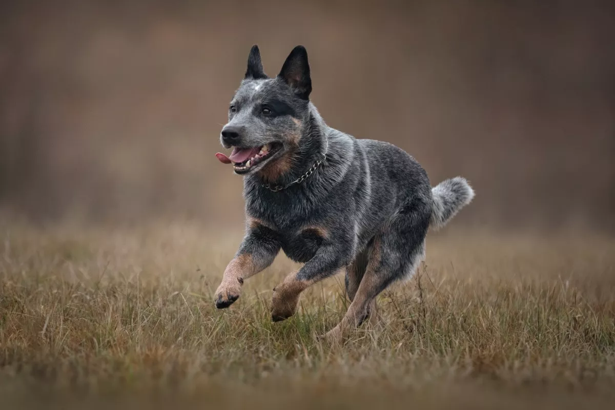 Blå Australian Cattledog på springtur