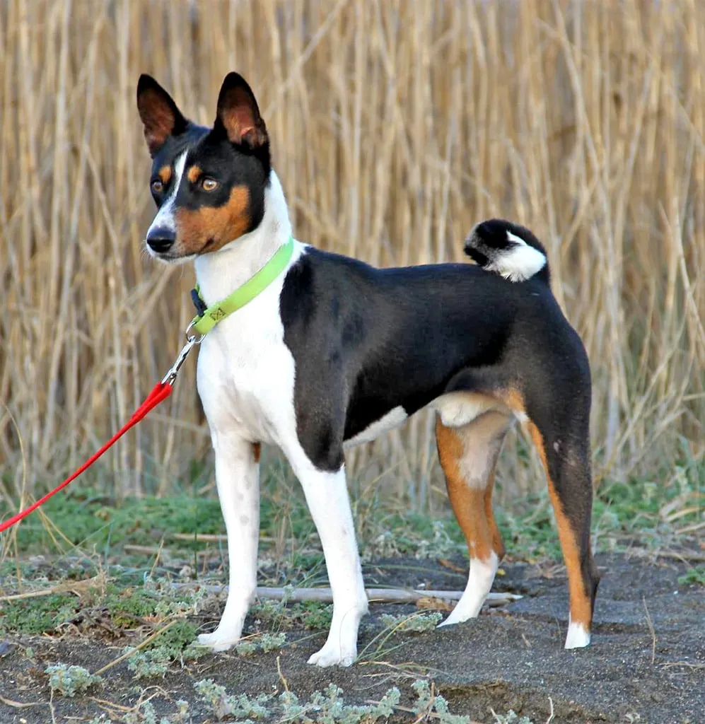 Trefärgad Basenji