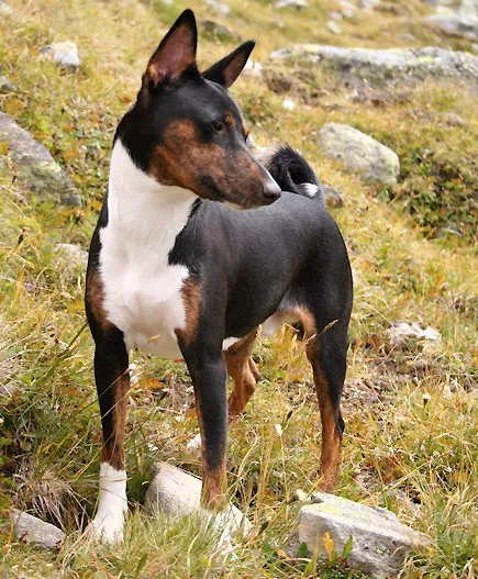 Trefärgad och tigrerad basenji