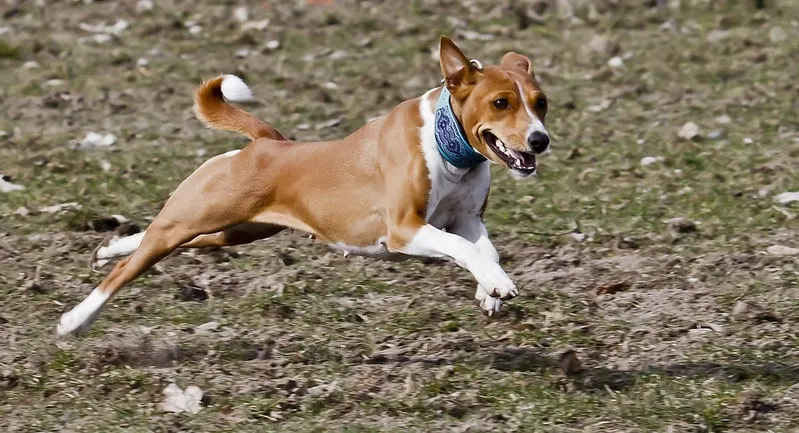 Basenji som sysslar med lure coursing