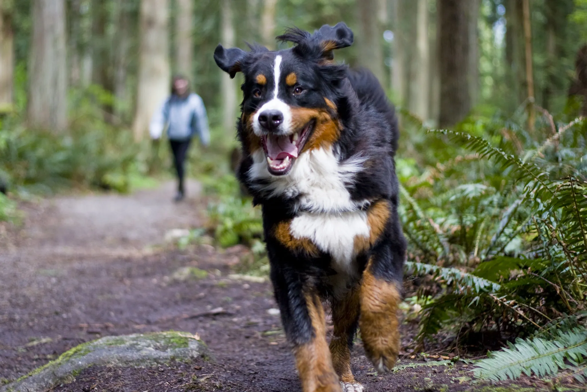 En Berner Sennenhund springer på en skogsstig med sin ägare i bakgrunden