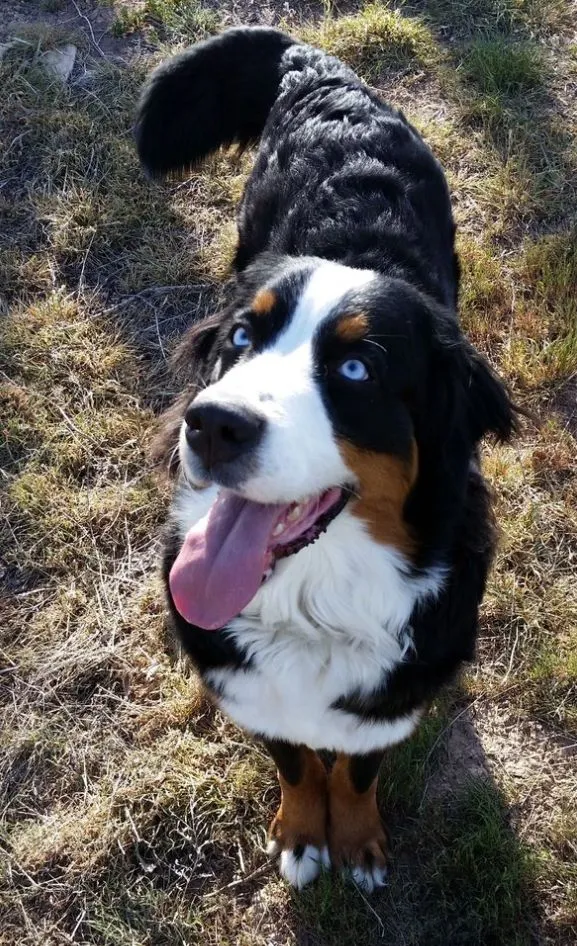 En Berner Sennenhund med blå ögon