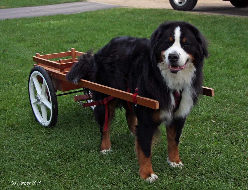 En leende Berner Sennenhund drar en vagn