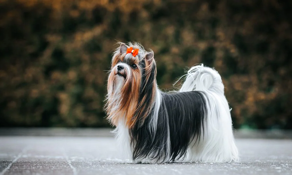 Ett porträtt av en långhårig Biewerterrier