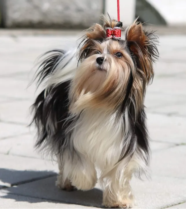 En långhårig Biewer Terrier går på promenad i solskenet