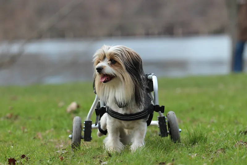 En Biewer i rullstol går på sin morgonpromenad