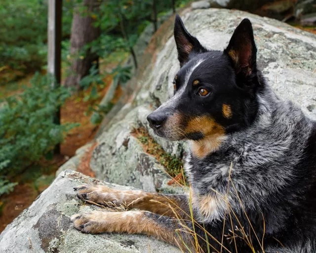 En blå Australian Cattledog vilar på ett klippblock i skogen