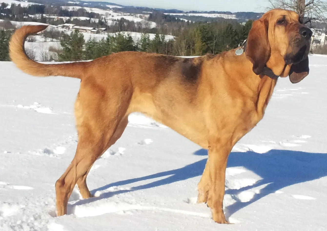 Blodhund i snön