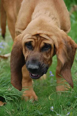 Spårande blodhund - ansiktsrynkorna bildar en tratt