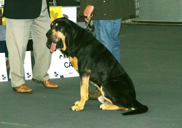 Svart och tanfärgad blodhund med filt eller 'blanket'