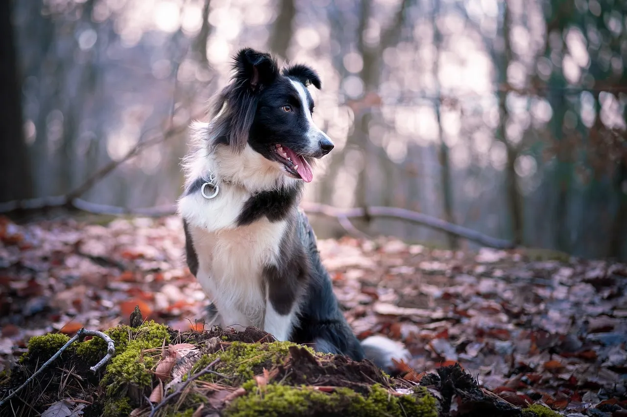 Svart och vit Border collie i kvällssolen