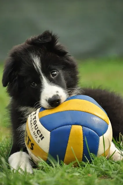 Svartvit Border collie valp som leker med boll