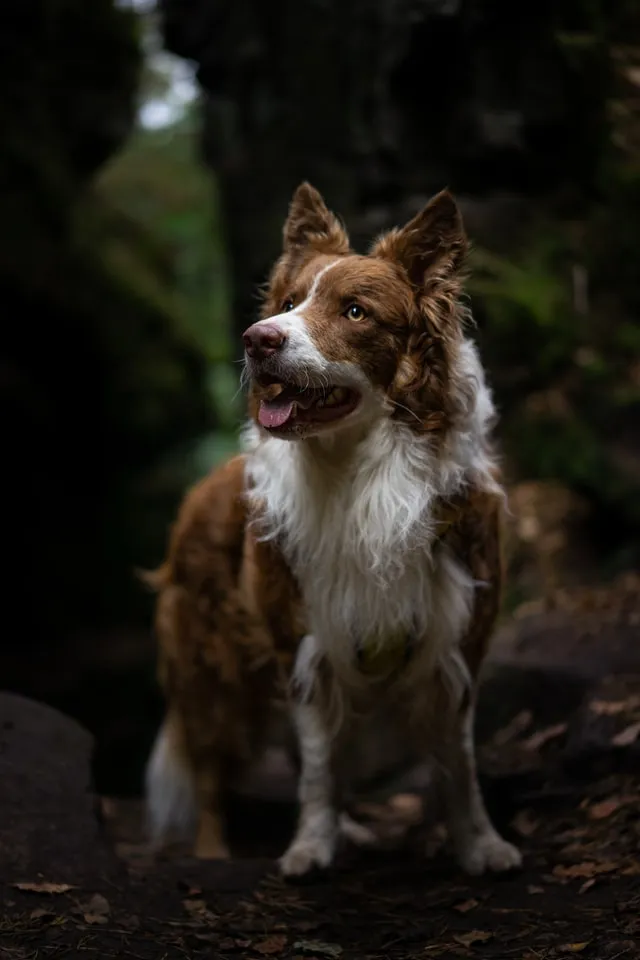 Brun och vit Border collie på promenad