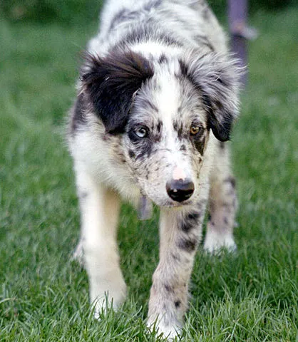 Blåmarmorerad Border collie med olikfärgade ögon