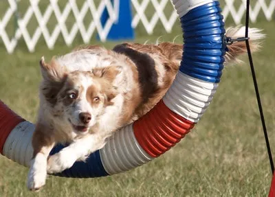 Röd Border collie som tävlar i agility