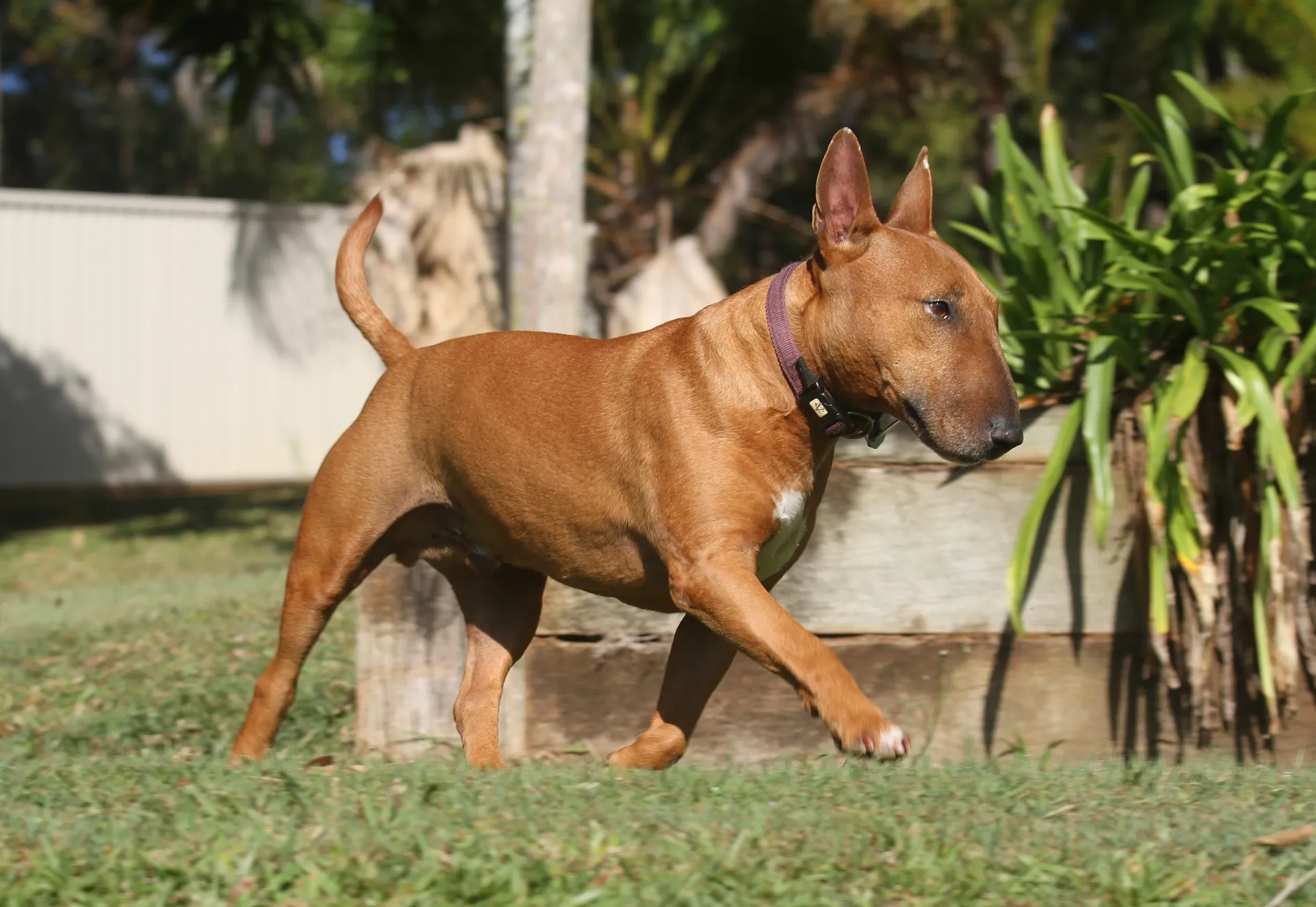 En röd Bullterrier med vitt bröst som tar en promenad i trädgården