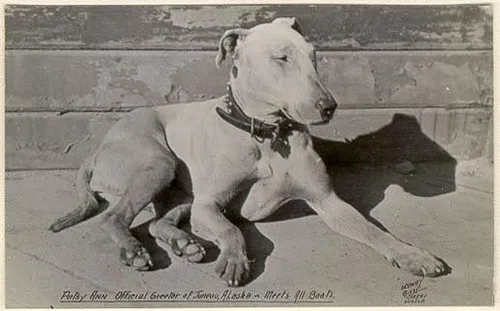 Fotografi av den kända Bullterriern Patsy Ann